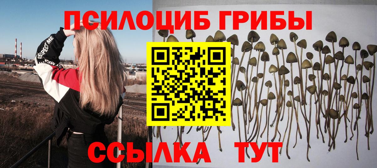 Корсаков  Псилоцибиновые грибы Psilocybine cubensis  Вход с VPN 